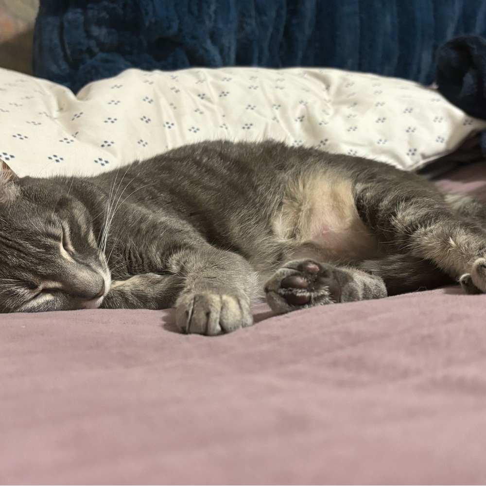 Meet your Posher, Alicia